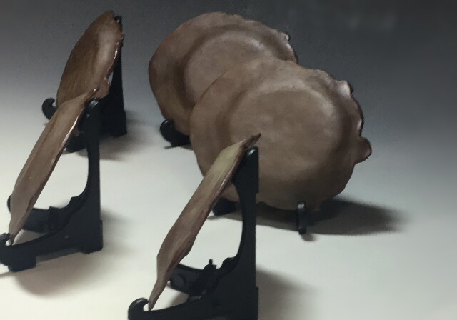 Antique Sam's Collection姉妹店 古舫庵コレクション>備前焼 亀