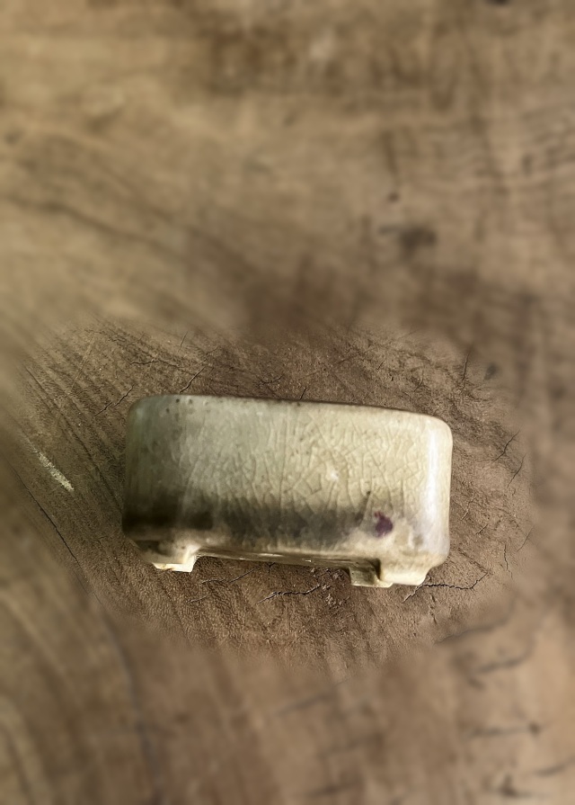 豆盆栽鉢　今岡町直作　